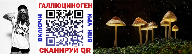 Псилоцибиновые грибы Psilocybine cubensis  Дивногорск 